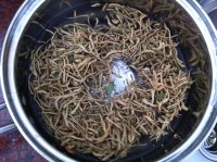 罗汉果金银花茶的做法步骤2
