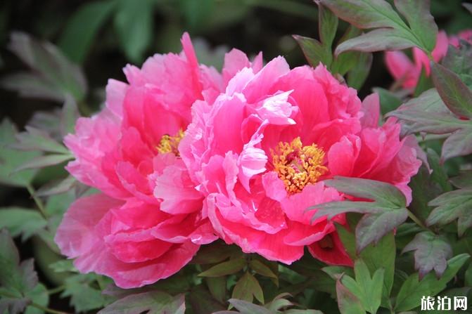 洛阳三天游玩攻略+景点指南