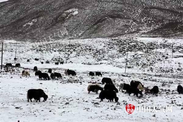 青海南部积雪致畜牧和交通受阻 未来两天仍有雨雪