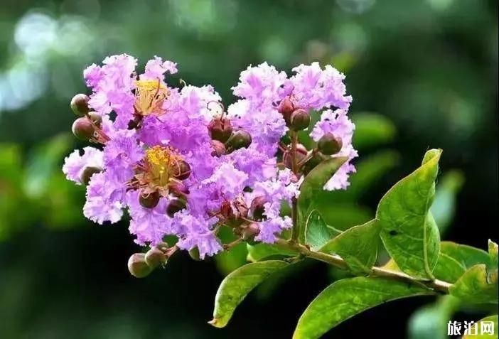 2019年成都蜀国鹃都景区免门票活动开始时间