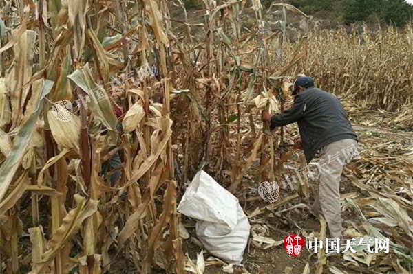 内蒙古未来三天多雨雪 不利秋收扫尾