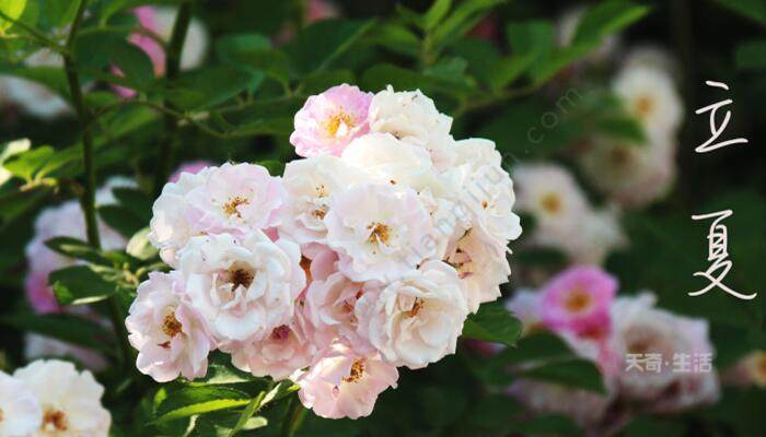 立夏是传统节日吗