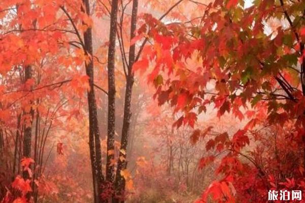 香山红叶几月份最好看+观赏地点推荐
