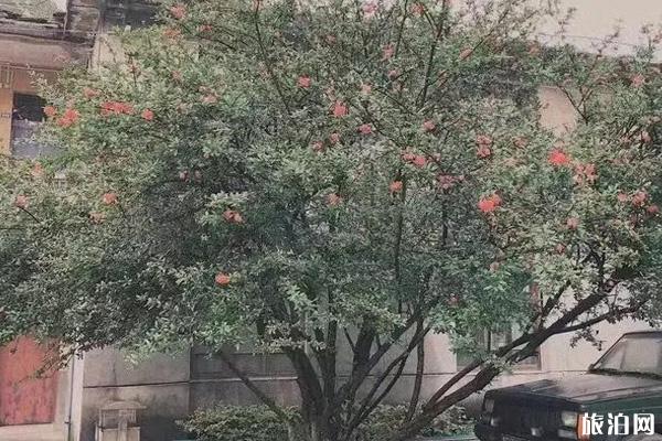 安顺网红景点推荐