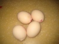 橄榄菜蒸鸡蛋羹的做法步骤1