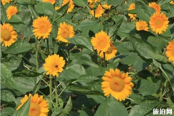 南京向日葵花海哪里有+门票+交通