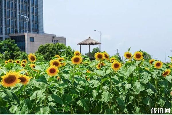 宁波向日葵花海在哪里