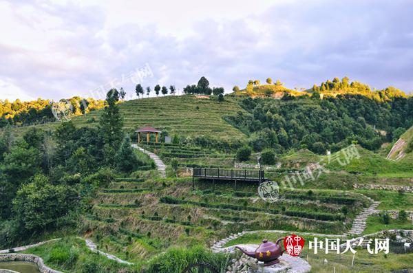 山羊化身“除草神器” 有机茶园探索绿色新出路