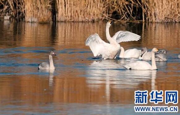 内蒙古乌梁素海成为大批候鸟“迁徙乐园”
