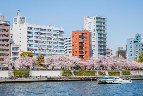东京哪里樱花最好看 东京看樱花的地方