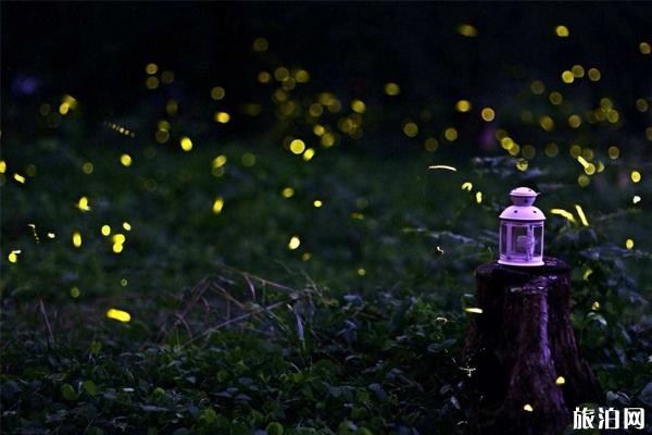 武汉花世界萤火虫公园有什么好玩的 武汉花世界萤火虫公园有什么好玩的