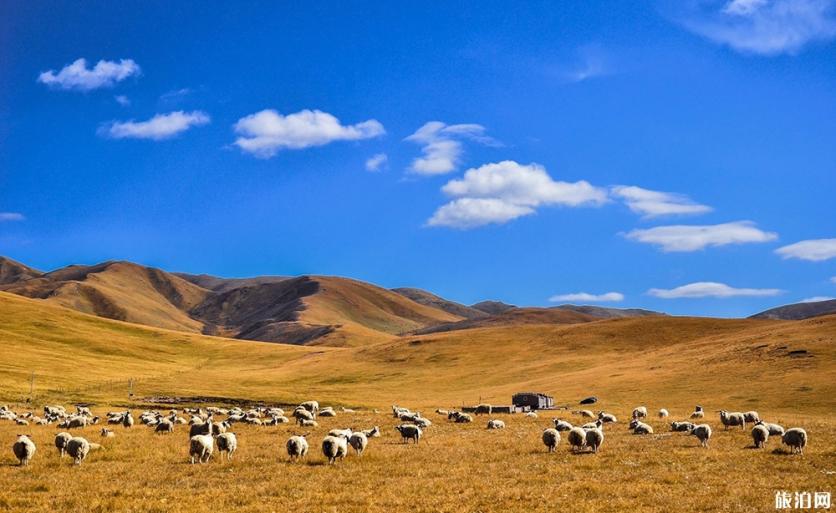 额济纳旗自由行七日游攻略