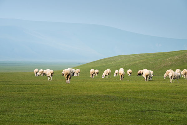 中国最大的草原是哪个草原 中国第一大草原叫什么