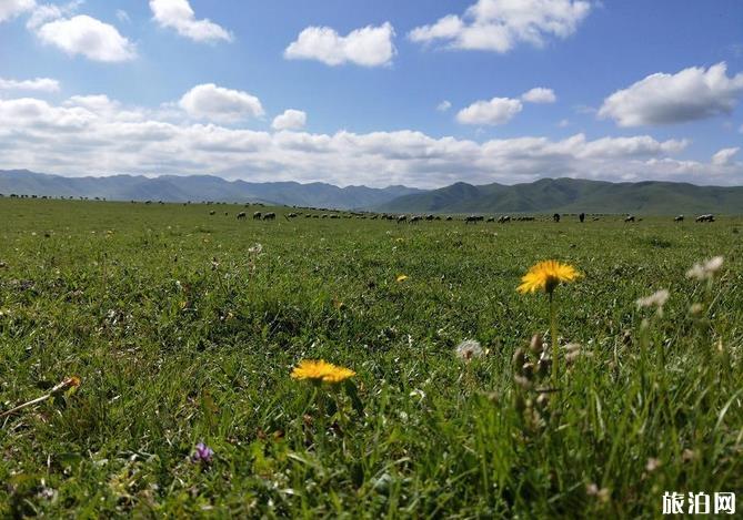 甘南桑科草原旅游攻略