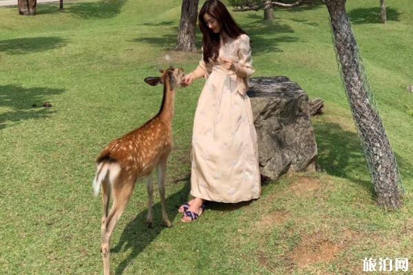 奈良喂鹿攻略和技巧