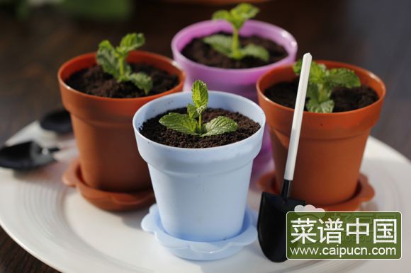 盆栽芝士蛋糕