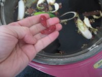 香酥鲅鱼的做法步骤14