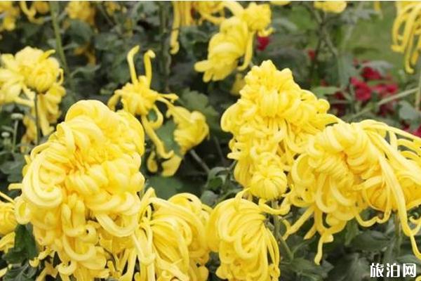 2019内乡菊花展什么时间+地点 2019内乡菊花展活动安排