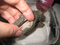 葱烧海参小鲍鱼的做法步骤2