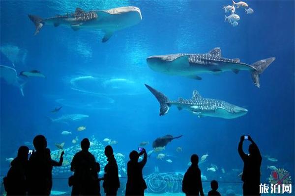 去珠海长隆海洋王国注意事项