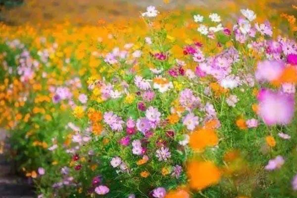 南京格桑花的地方有哪些