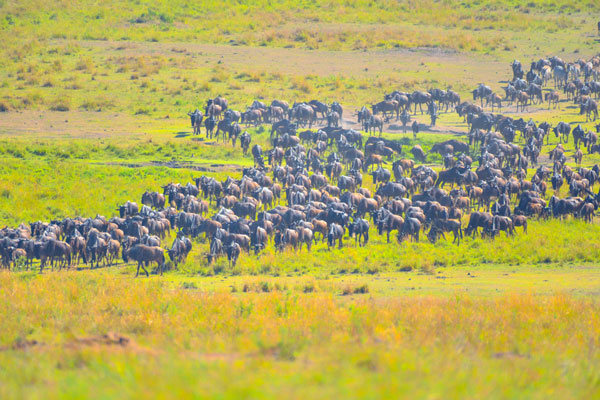 哪里可以看非洲动物大迁徙 非洲动物大迁徙什么时候开始