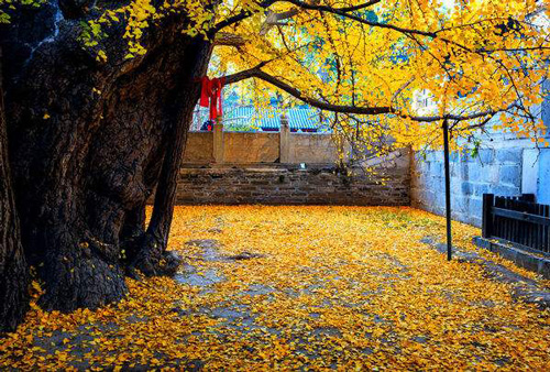 北京大觉寺怎么样 大觉寺的寺院八绝是什么