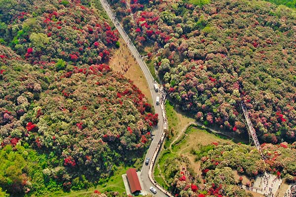毕节杜鹃花最佳观赏时间 毕节杜鹃花什么时候开