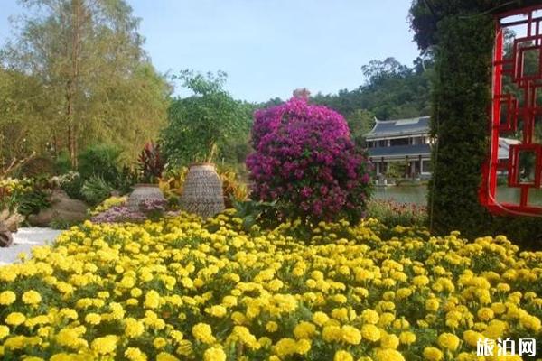 2019漳州菊花展什么时候开始+地点 2019漳州菊花展攻略