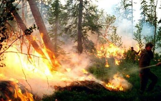 西伯利亚遭遇史上最热6月 北极熊已经开始进城觅食