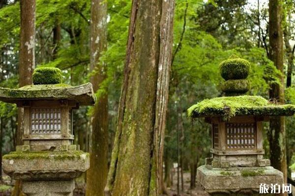 奈良公园有多少鹿 奈良公园的鹿几点回家