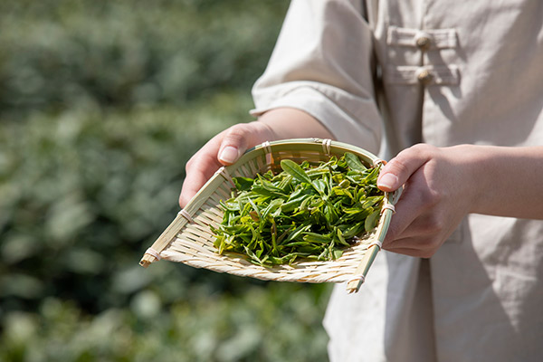 绍兴特产茶叶有哪些 绍兴产什么茶叶