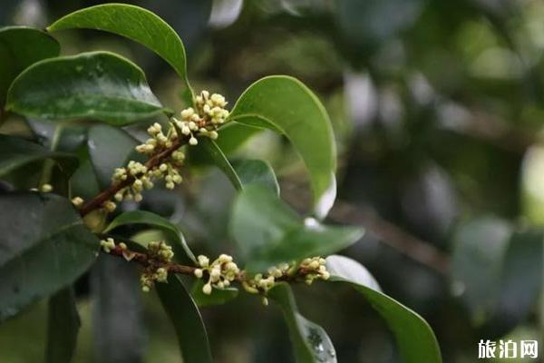 桂林哪里桂花开了