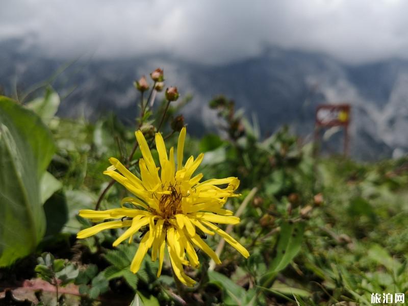 玉龙雪山旅游游记 玉龙雪山游记作文