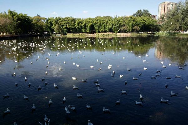 昆明看海鸥的地方有哪些 昆明海鸥最佳观赏地