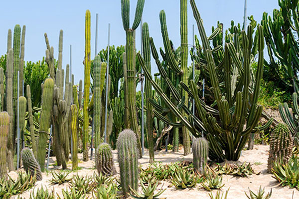 万石植物园要门票吗 万石植物园门票多少钱
