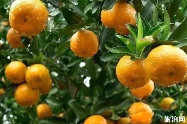 2019苏州秋游哪里好玩+游玩攻略