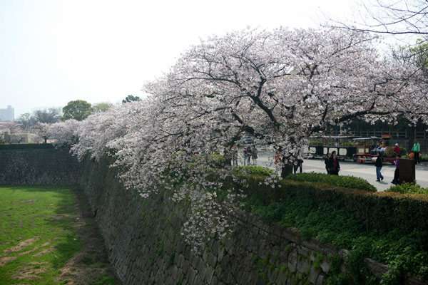 大阪樱花什么时候开 2019年日本大阪樱花期