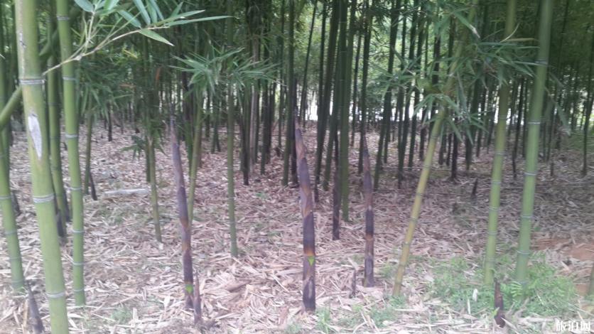 桠溪镇有什么特色看点和体验