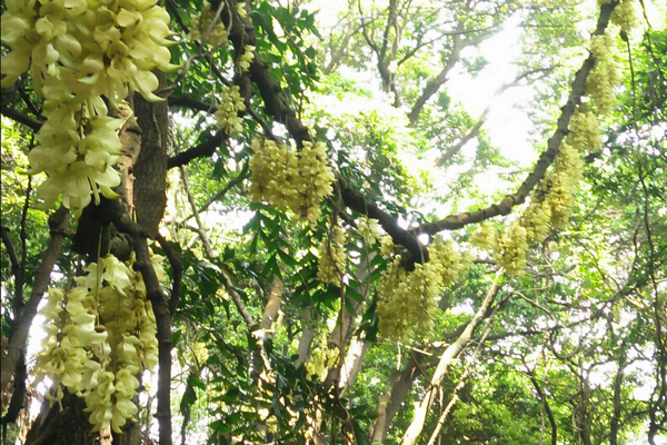 四月广州赏花去哪 广州赏花好去处