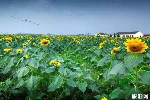 南京秋天赏花的地方有哪些