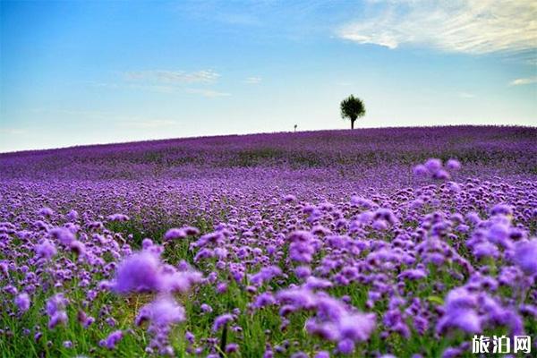 宁夏艾伊薰衣草生态庄园门票多少钱