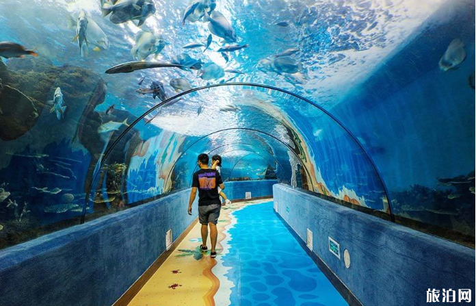 2019合肥海洋世界表演时间表+门票价格+游玩项目 2019合肥海洋世界表演时间表+门票价格+游玩项目