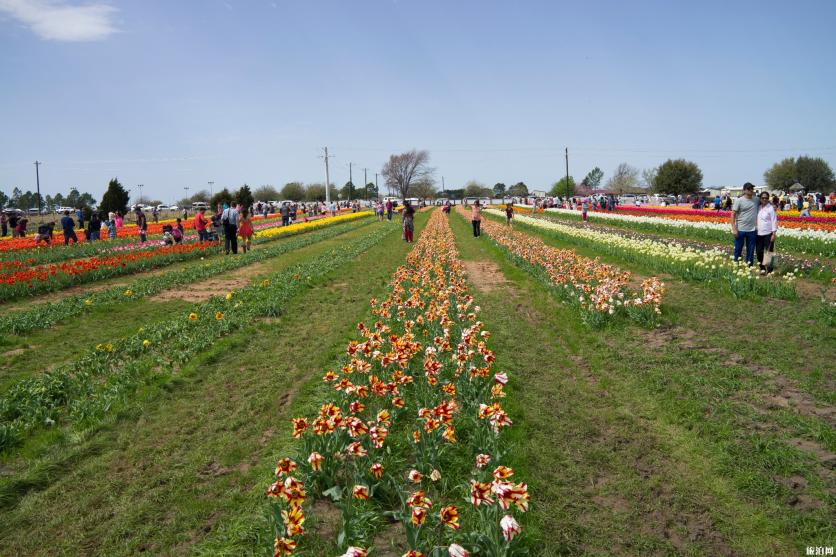 春天去达拉斯怎么玩 达拉斯道路情况 春天去达拉斯怎么玩 达拉斯道路情况
