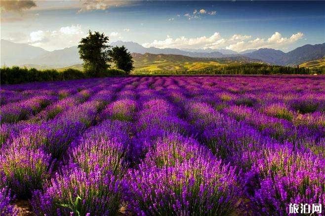 2019新疆全年赏花时间表+攻略 2019新疆全年赏花时间表+攻略