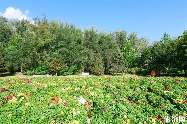 2019北京鲜花港菊花文化节 看点+交通+游玩指南