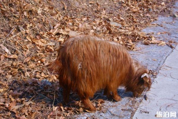 济南周边有什么好玩的 济南周边景点推荐 济南周边有什么好玩的 济南周边景点推荐