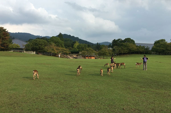 日本奈良公园在哪 怎么去奈良公园
