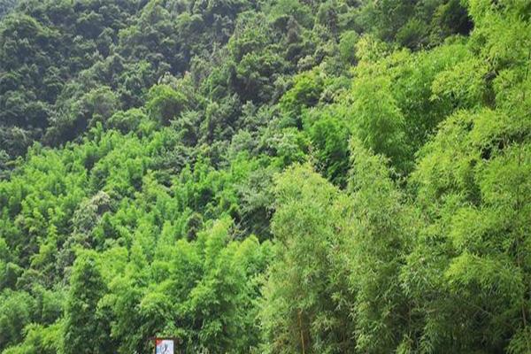 三峡竹海景区可以刷宜昌旅游年卡吗