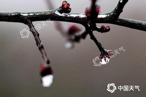 2月11日早晨，贵阳市地势较高处的植被仍覆有雨凇。图为新芽被冰封冻。石奎_副本.jpg